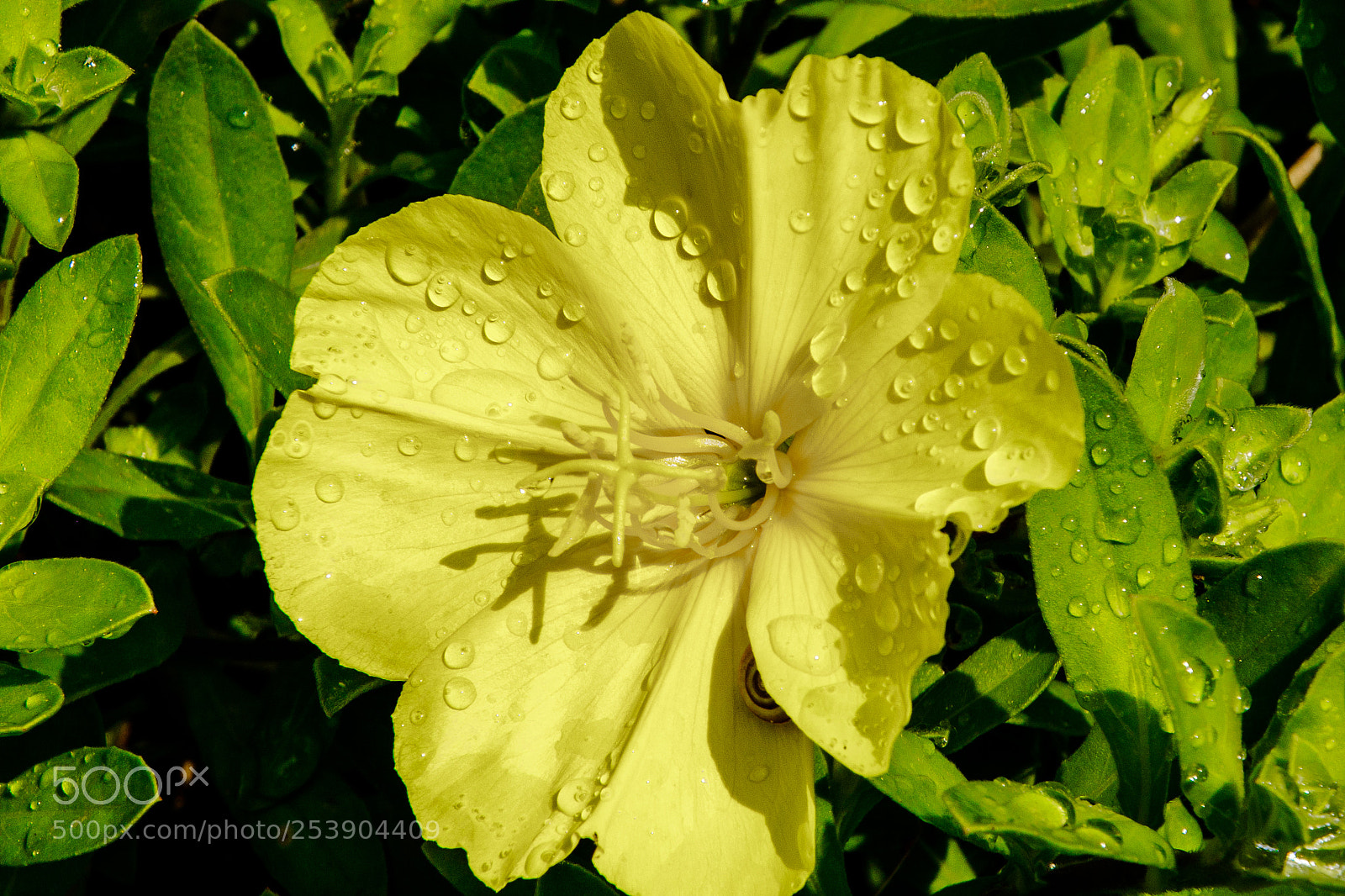 Canon EOS 7D Mark II sample photo. Za photography