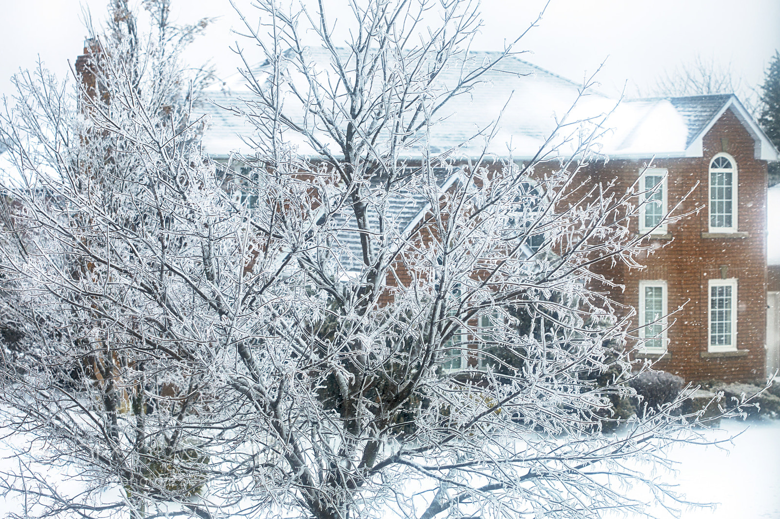 Canon EOS 5D Mark IV sample photo. Ice covered trees after photography