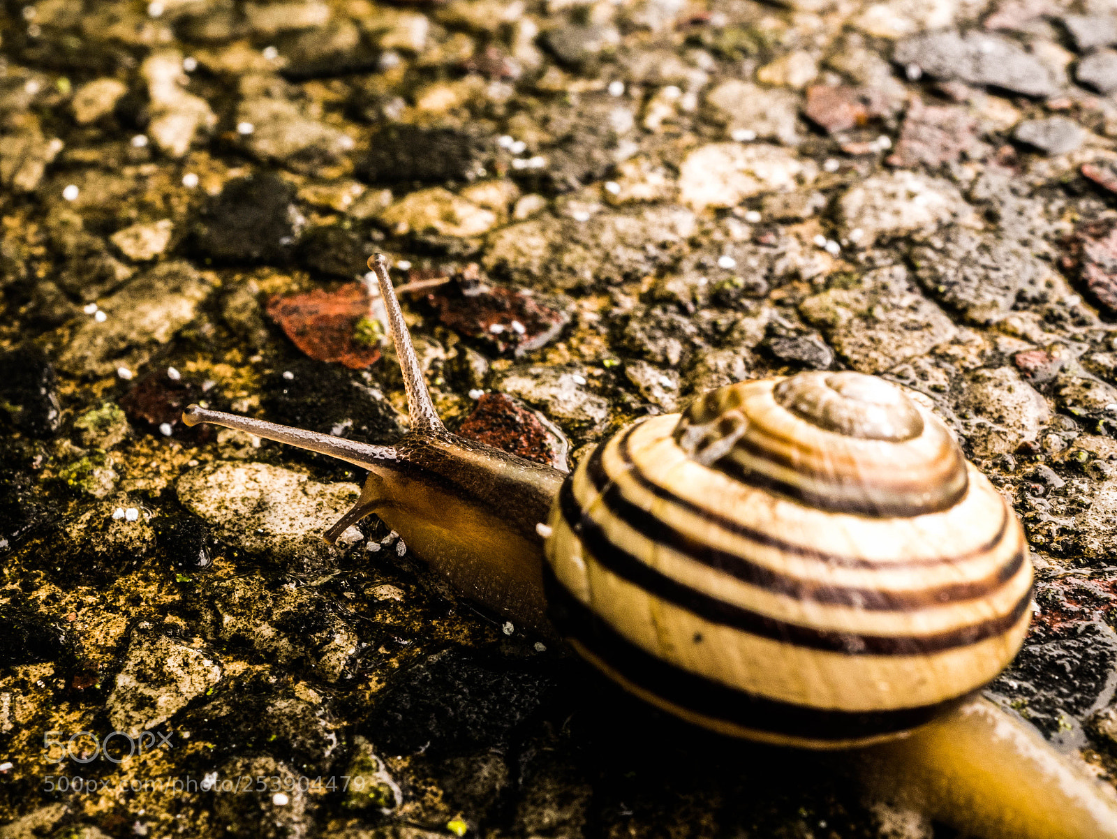 Panasonic DMC-G81 sample photo. Schnecke photography