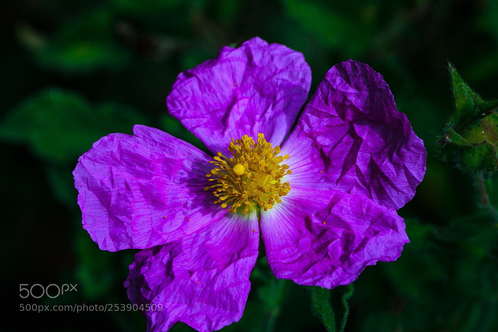 Canon EOS 7D Mark II sample photo. Za photography