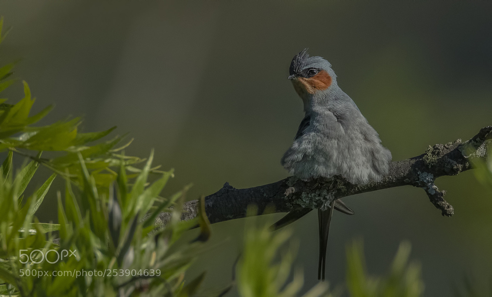 Nikon D850 sample photo. Crested treeswift photography