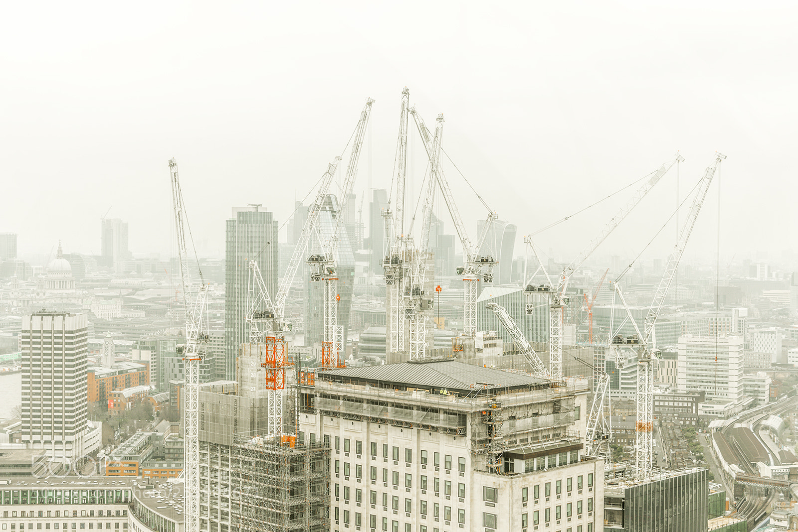 Nikon D800E sample photo. Family of cranes iv photography
