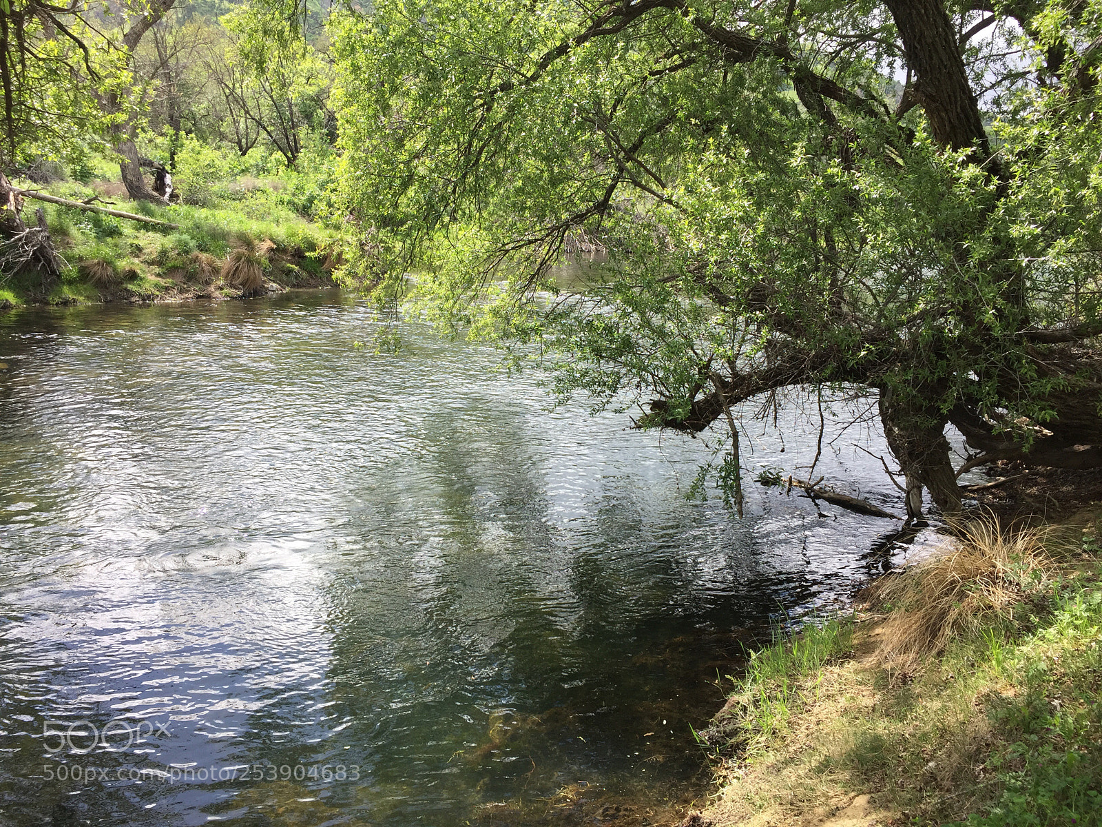 Apple iPhone 6 sample photo.  putah creek photography