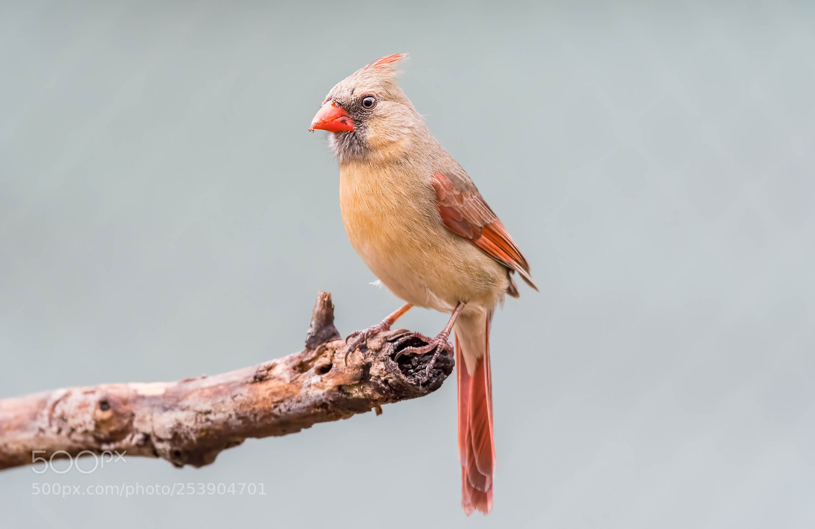 Nikon D500 sample photo. Cardinal, female photography