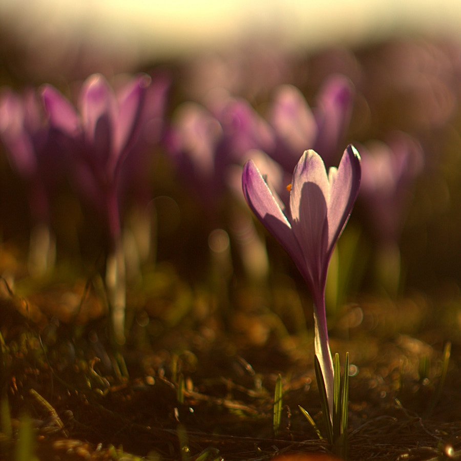 Canon EF 35-80mm f/4-5.6 sample photo. Crocus photography