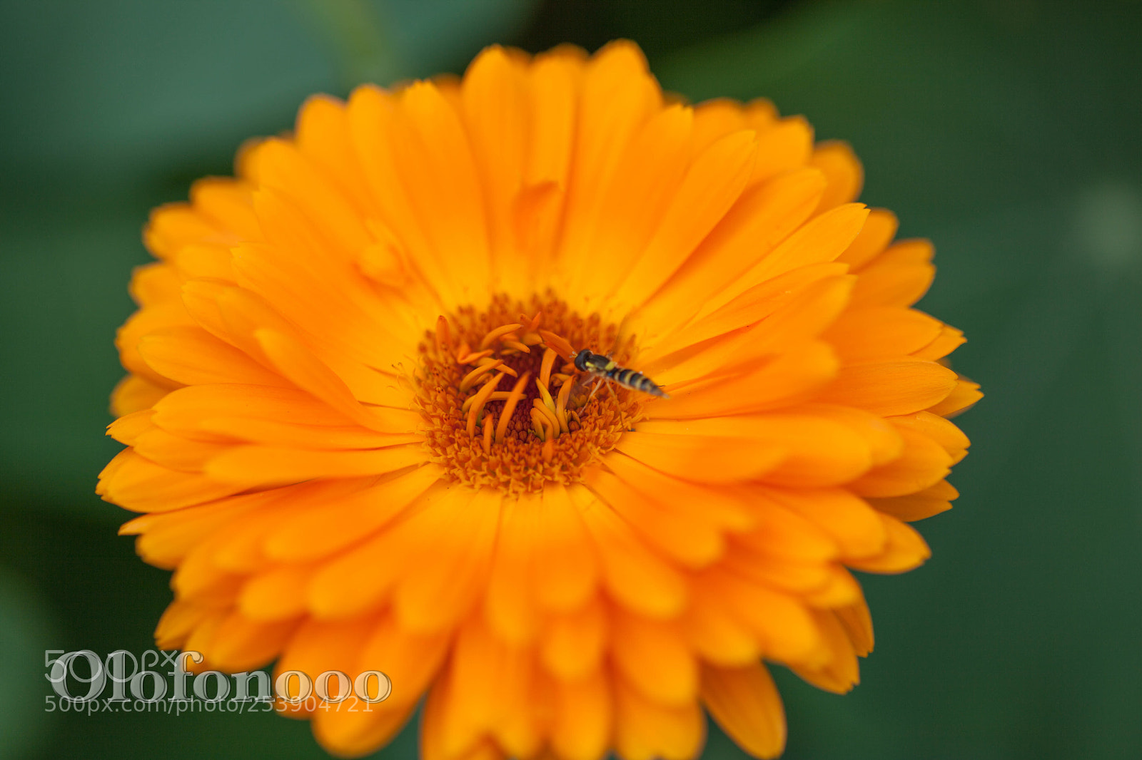Canon EOS 5D Mark II sample photo. Drink time photography
