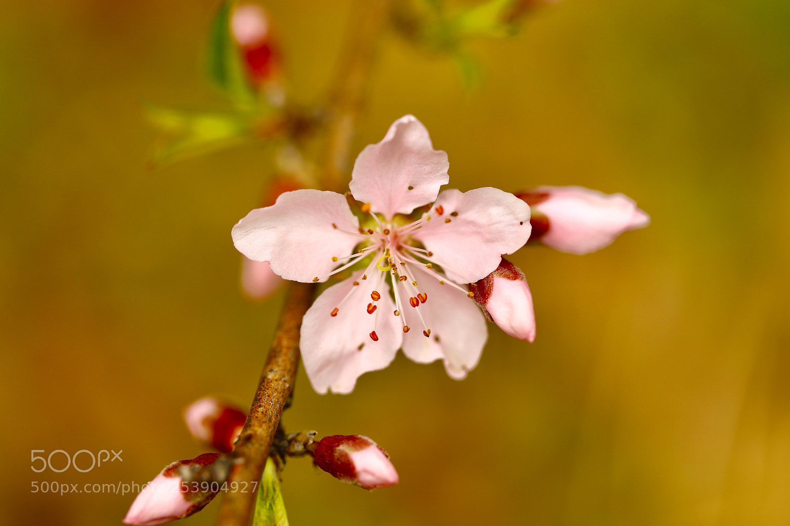 Canon EOS 5D Mark IV sample photo. Pink photography