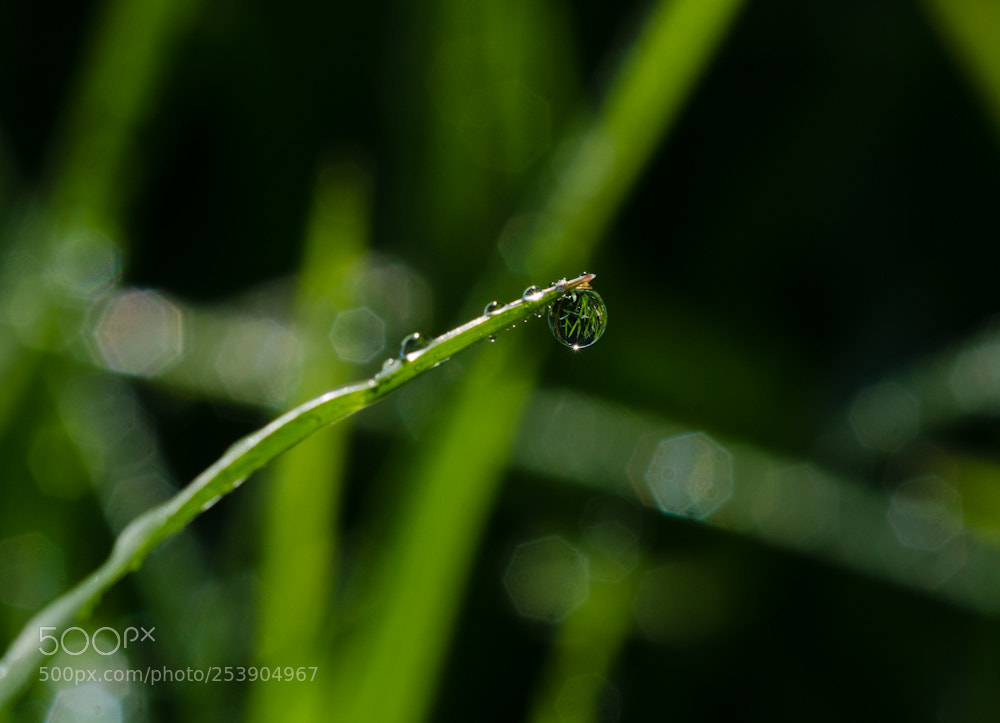 Nikon D7000 sample photo. Grass reflections photography