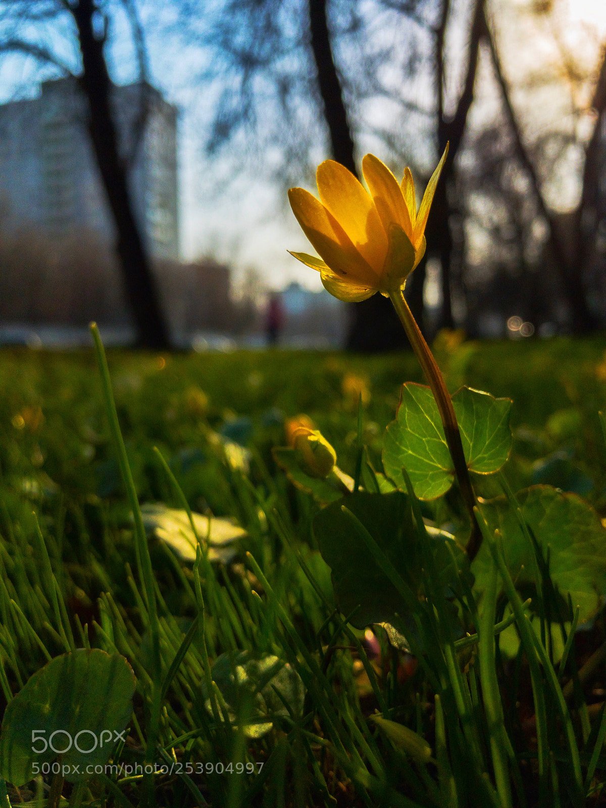 Apple iPhone 7 Plus sample photo. Spring-3 iphoneography photography