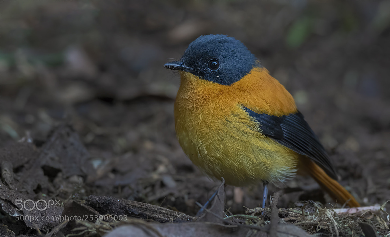 Nikon D850 sample photo. Black and orange flycatcher photography