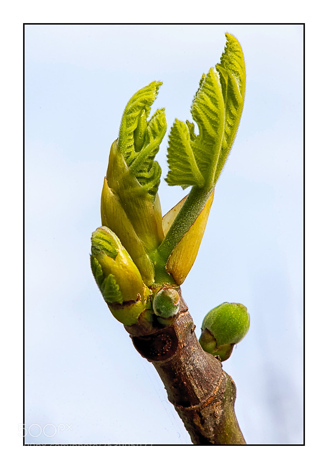 Nikon D610 sample photo. Figuier photography