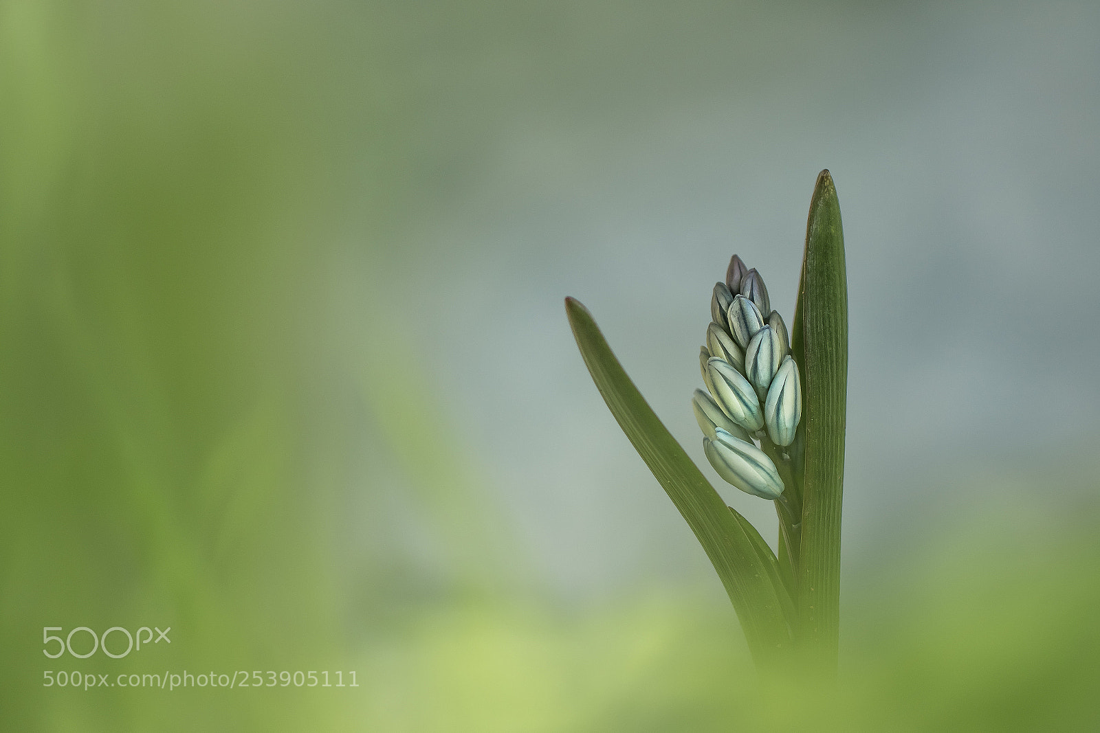 Canon EOS 7D Mark II sample photo. Spring photography