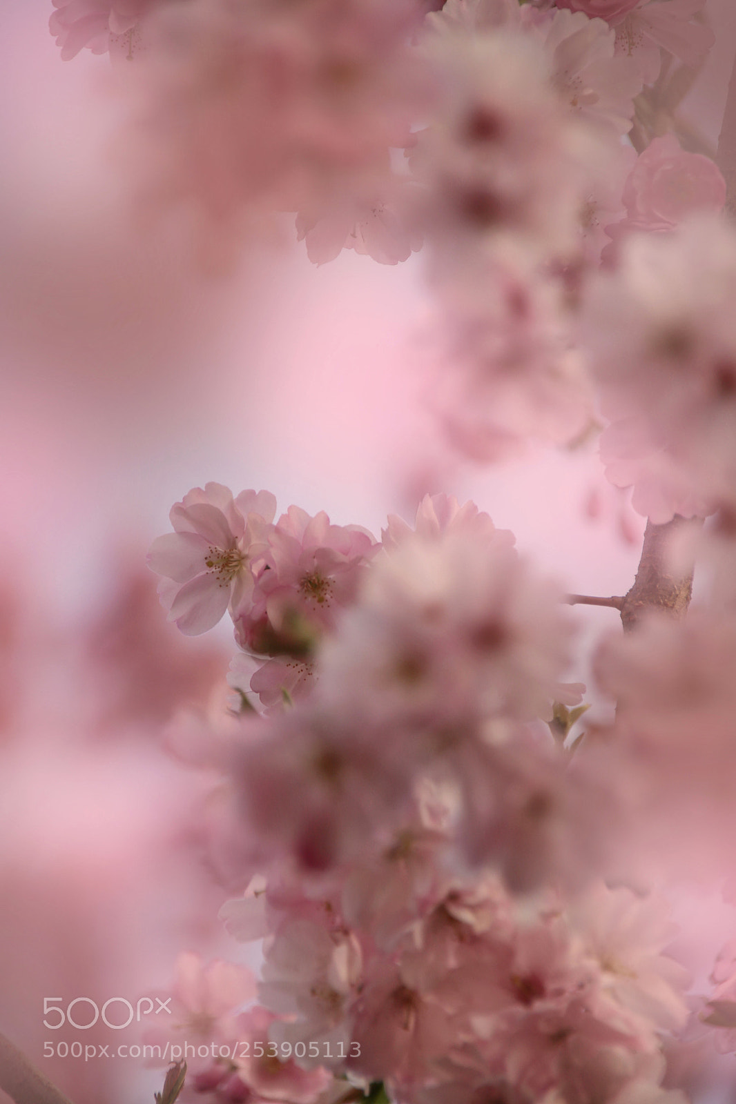 Canon EOS 750D (EOS Rebel T6i / EOS Kiss X8i) sample photo. Blossoms  photography