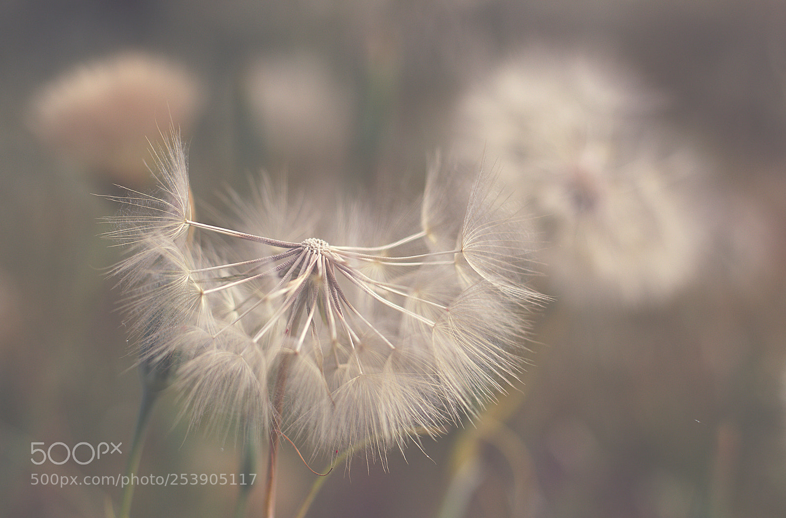 Canon EOS 6D + Canon EF 50mm F1.4 USM sample photo. Fragility photography