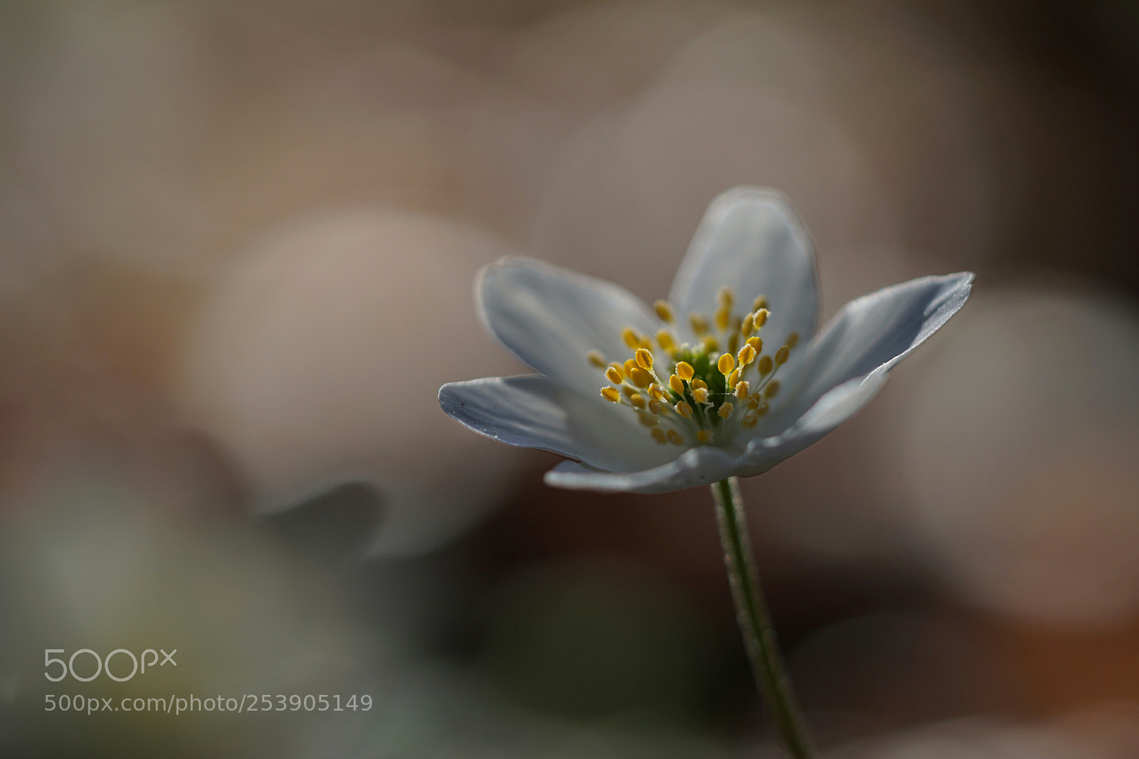 Sony a6000 sample photo. Forest flower photography