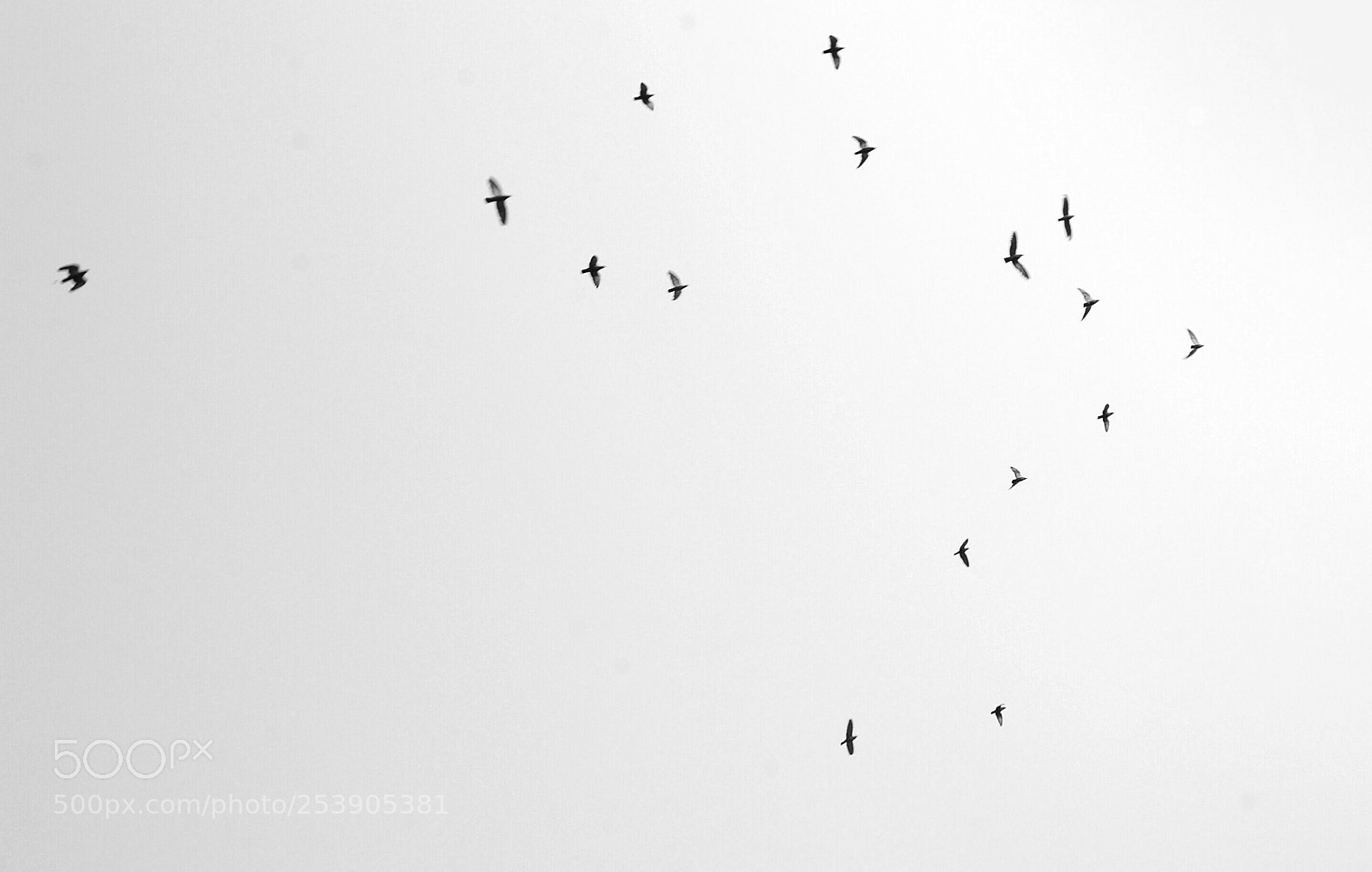 Nikon D3200 sample photo. Aim high and fly photography