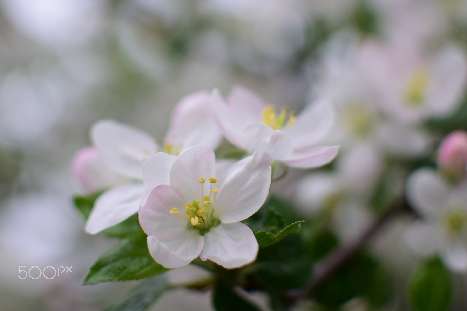 Nikon D5300 + Nikon AF-S DX Nikkor 35mm F1.8G sample photo. Spring flower photography