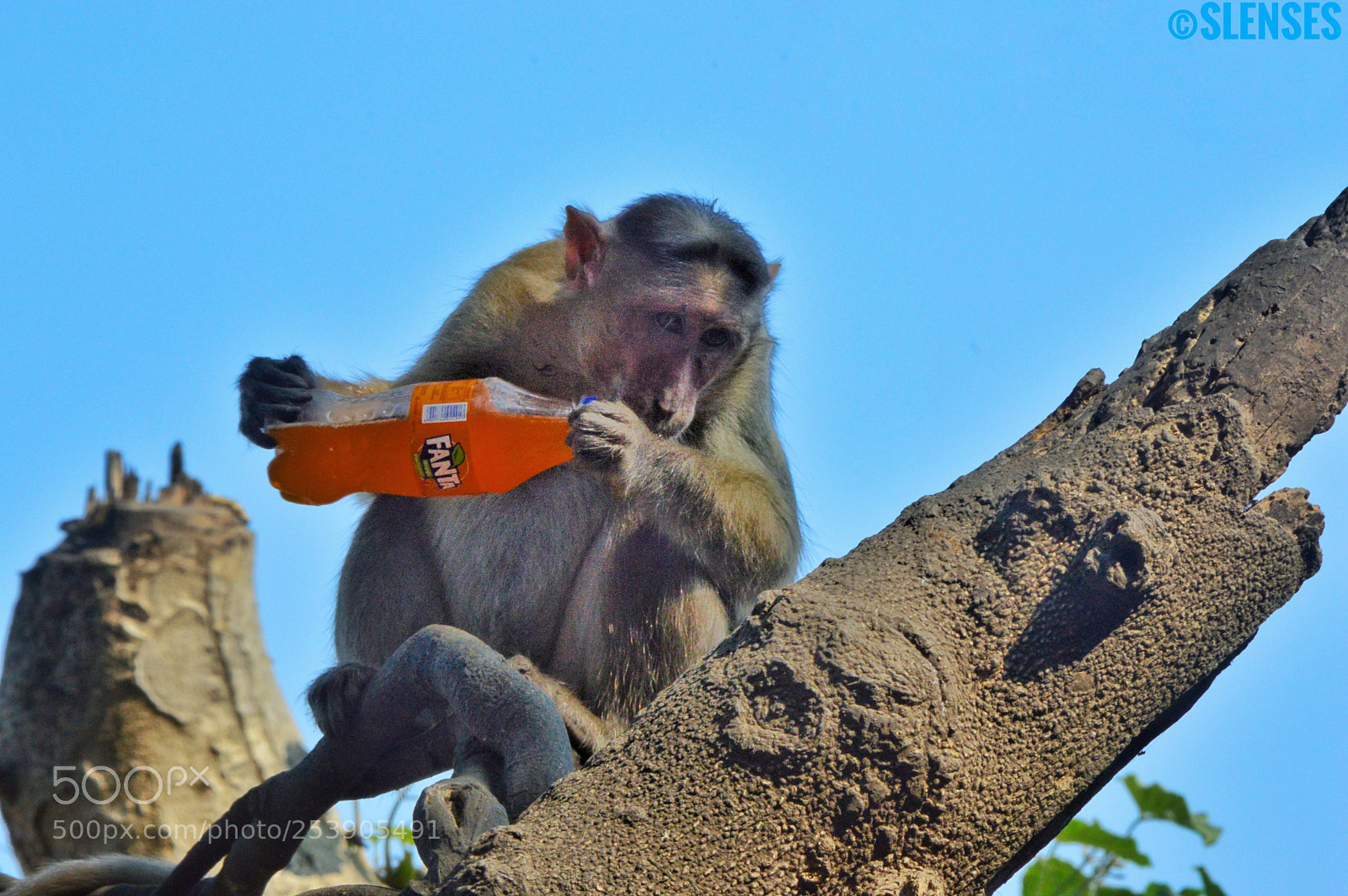 Nikon D3200 sample photo. #fanta photography
