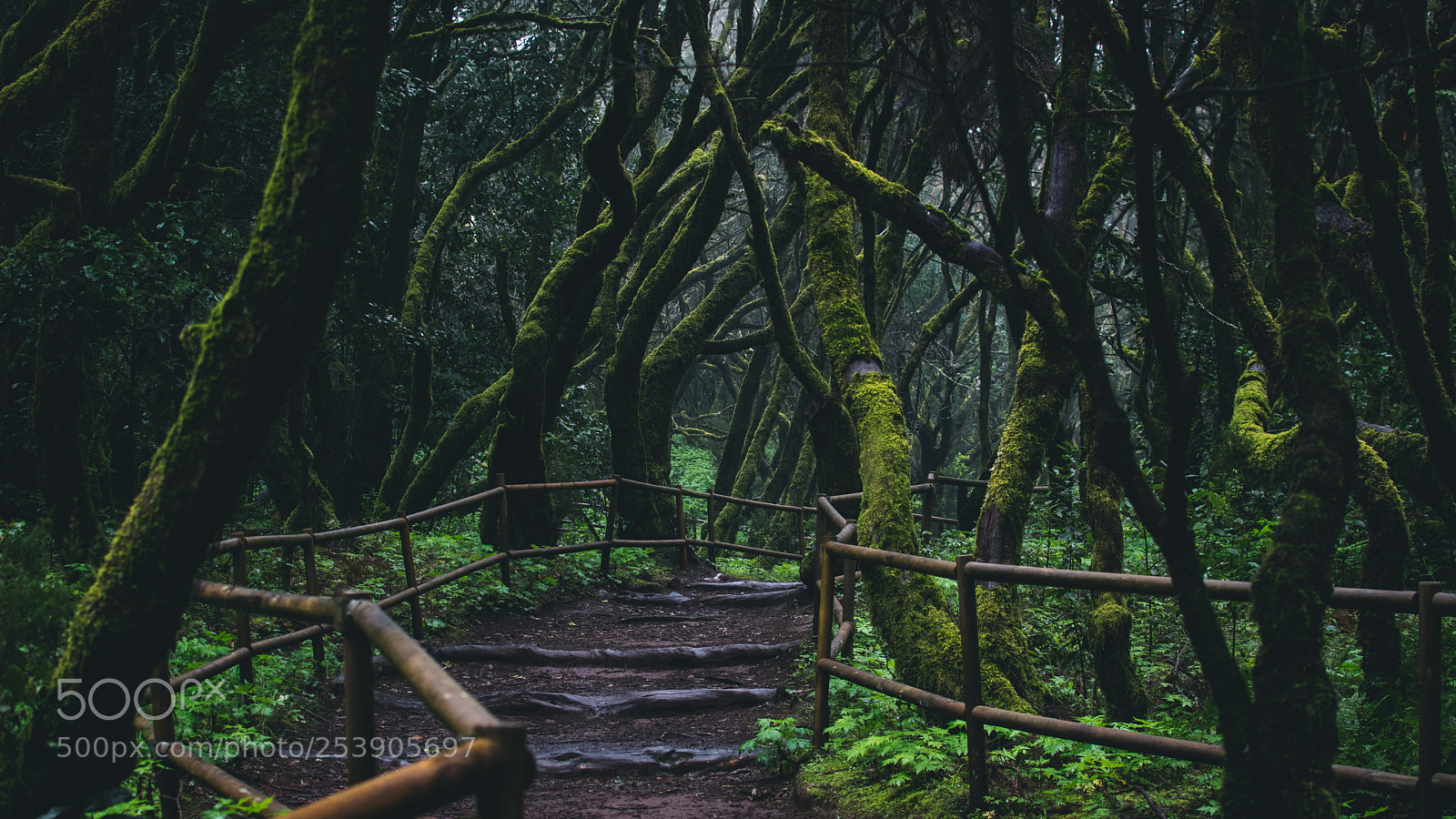 Nikon D5300 sample photo. Laurisilva. photography