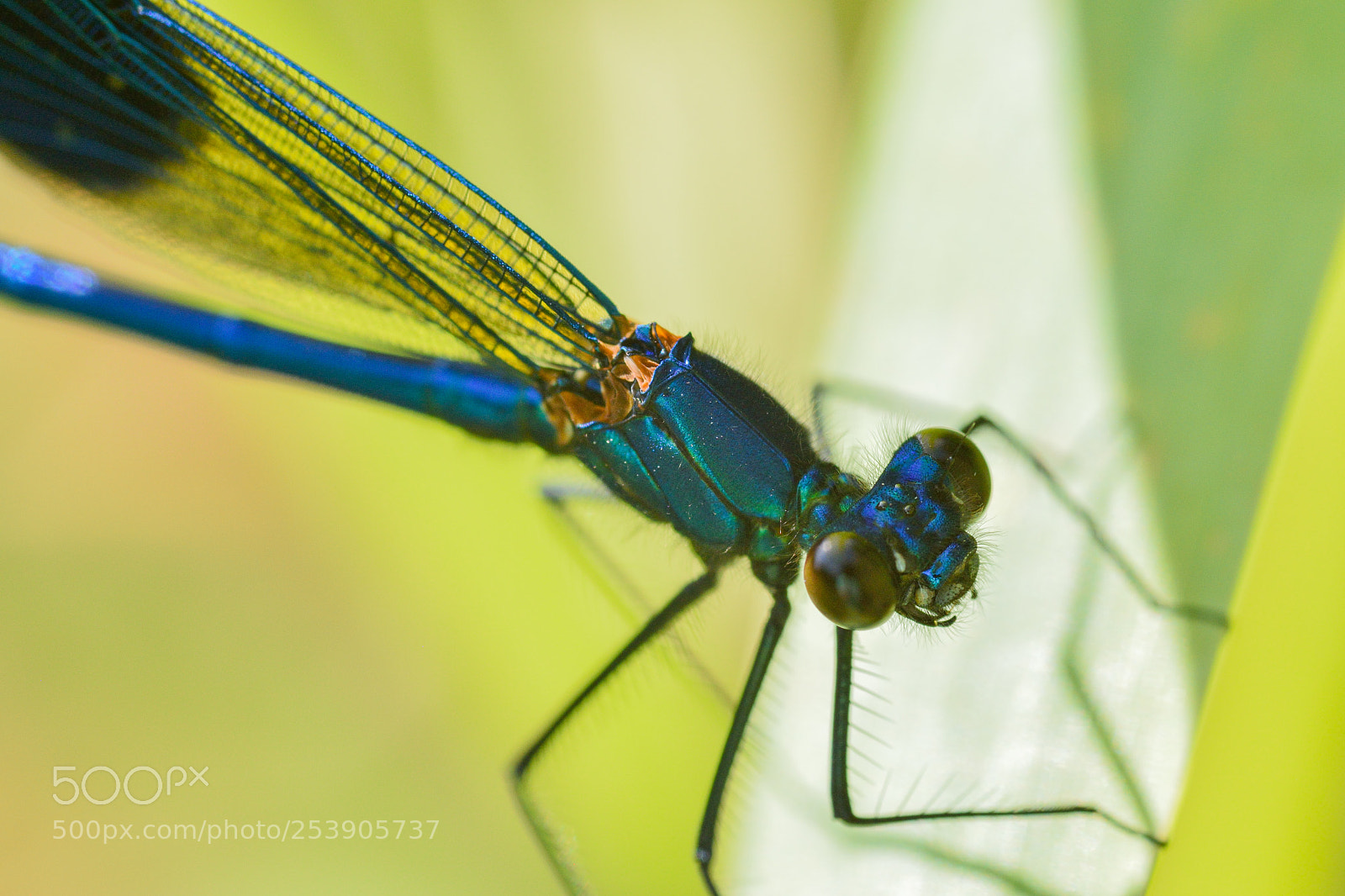 Nikon D3300 sample photo. Banded demoiselle ♂ photography