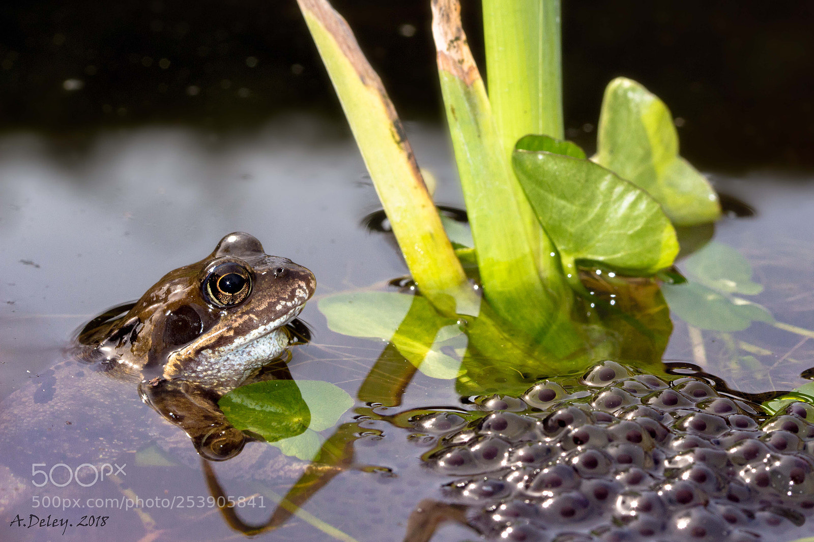 Canon EOS 700D (EOS Rebel T5i / EOS Kiss X7i) sample photo. Common frog photography
