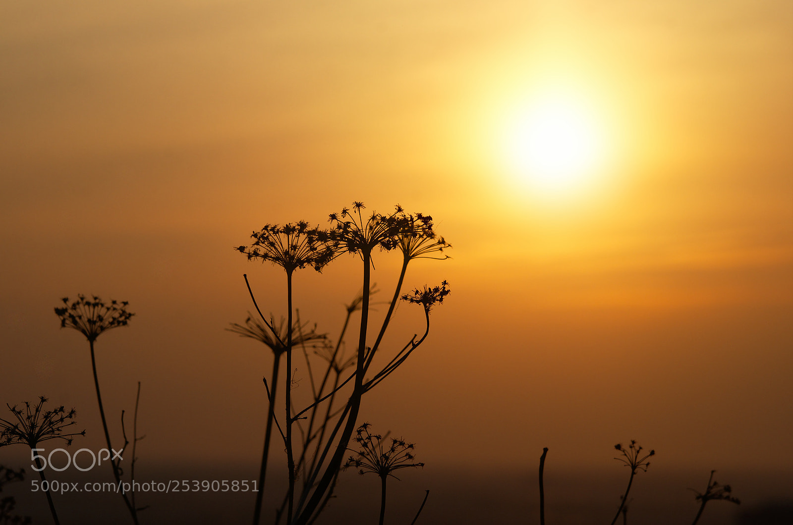 Nikon D7000 sample photo. Last year grasses photography