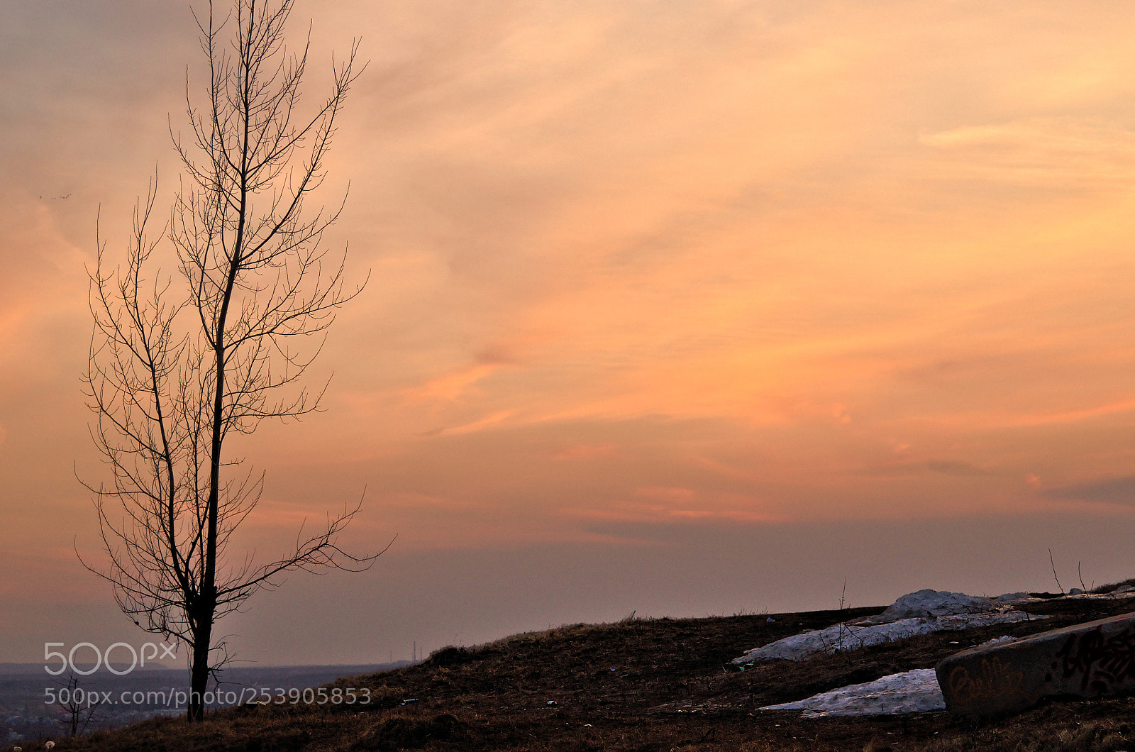 Nikon D7000 sample photo. Lonely tree and sunset photography
