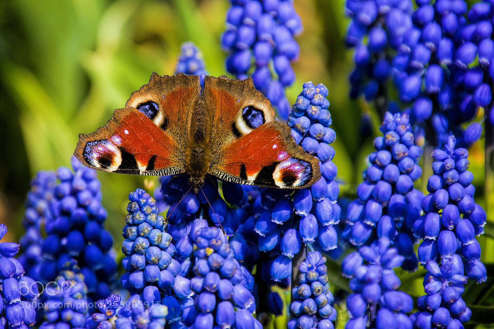 Nikon D3300 sample photo. The european peacock photography