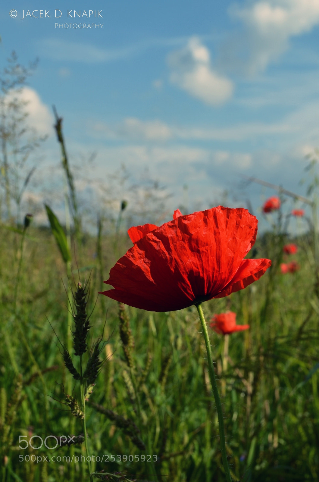 Nikon D5100 sample photo. G photography