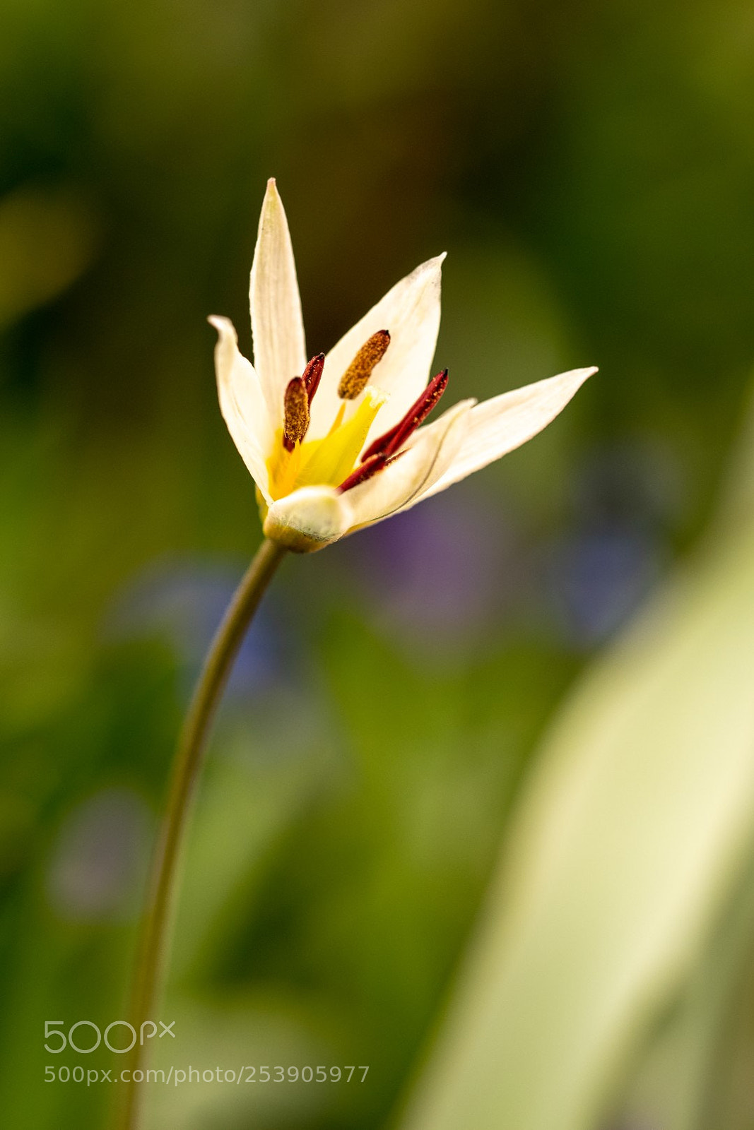 Panasonic Lumix DMC-GX85 (Lumix DMC-GX80 / Lumix DMC-GX7 Mark II) sample photo. Wild tulip photography