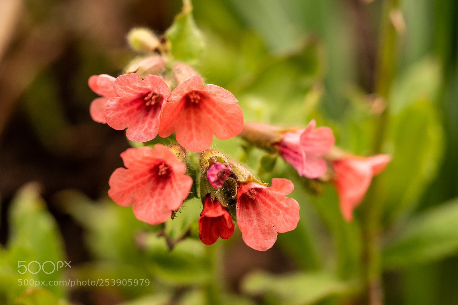 Panasonic Lumix DMC-GX85 (Lumix DMC-GX80 / Lumix DMC-GX7 Mark II) sample photo. Pulmonaria obscura photography
