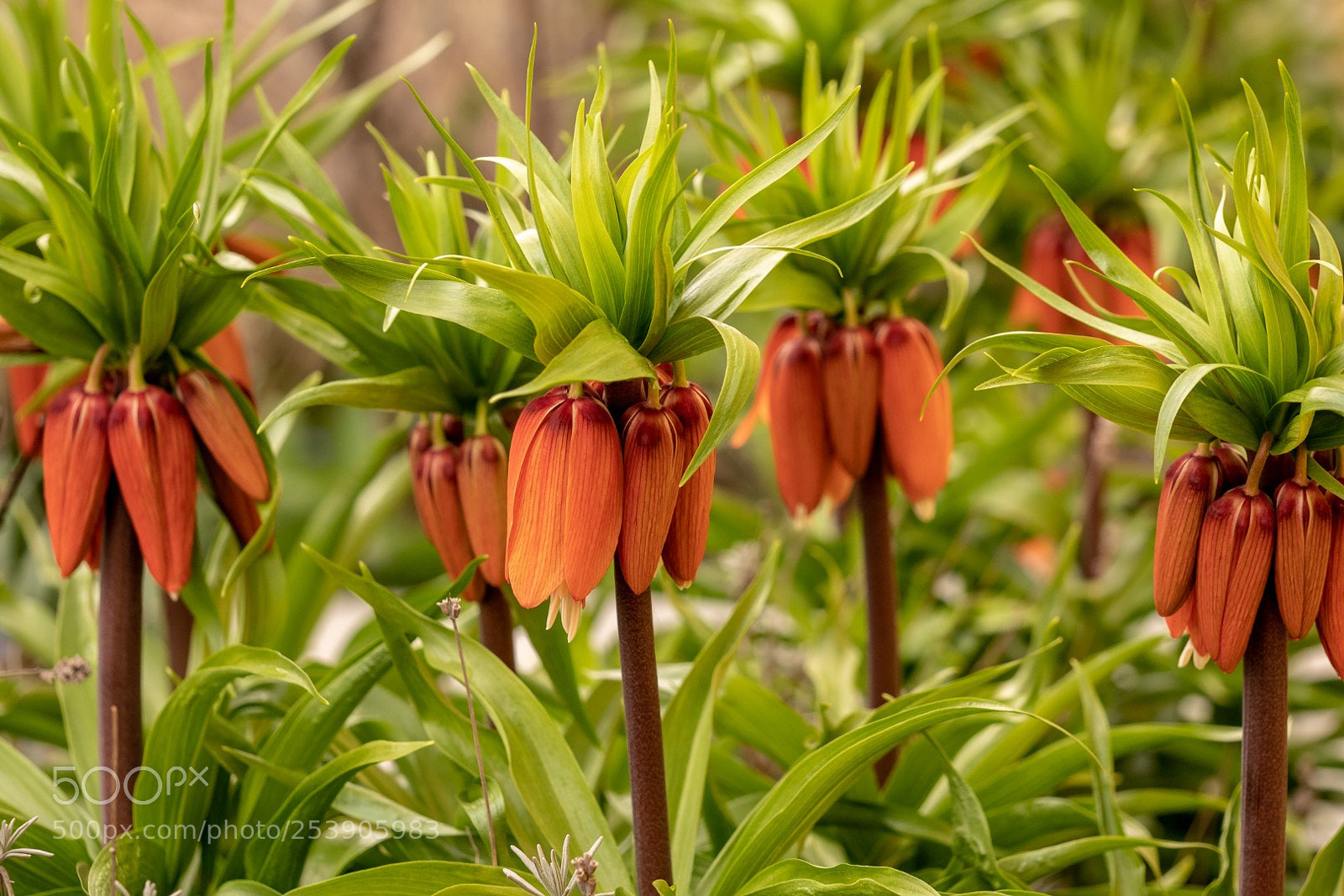 Panasonic Lumix DMC-GX85 (Lumix DMC-GX80 / Lumix DMC-GX7 Mark II) sample photo. Fritillaria imperialis photography