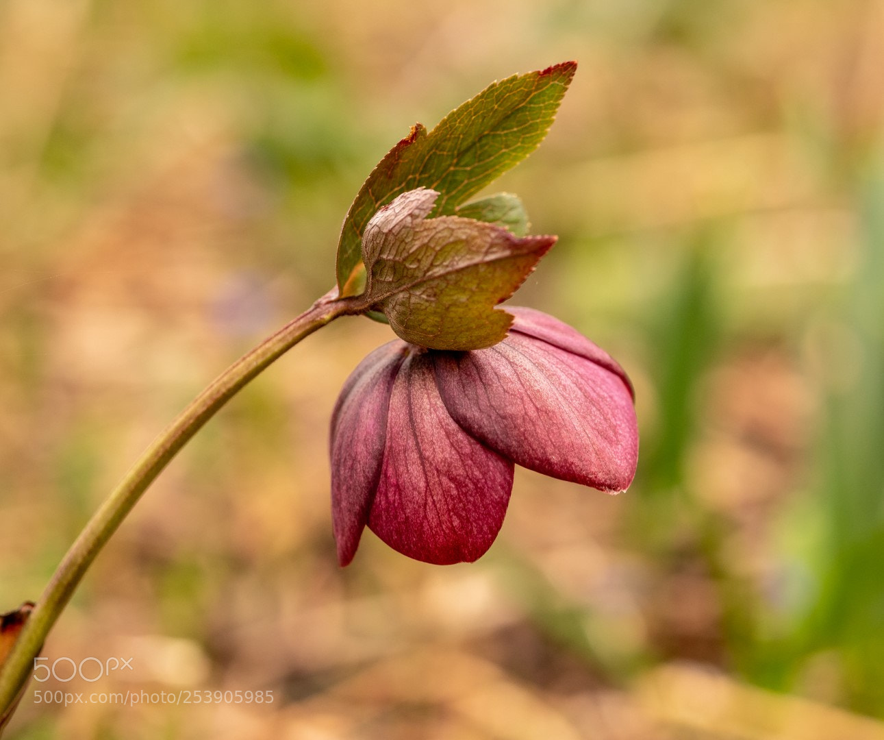 Panasonic Lumix DMC-GX85 (Lumix DMC-GX80 / Lumix DMC-GX7 Mark II) sample photo. Helleborus orientalis photography