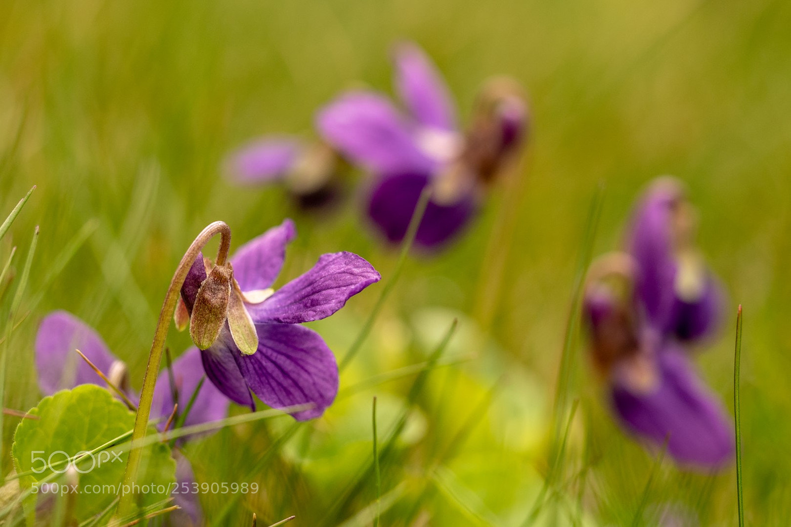 Panasonic Lumix DMC-GX85 (Lumix DMC-GX80 / Lumix DMC-GX7 Mark II) sample photo. Viola odorata photography