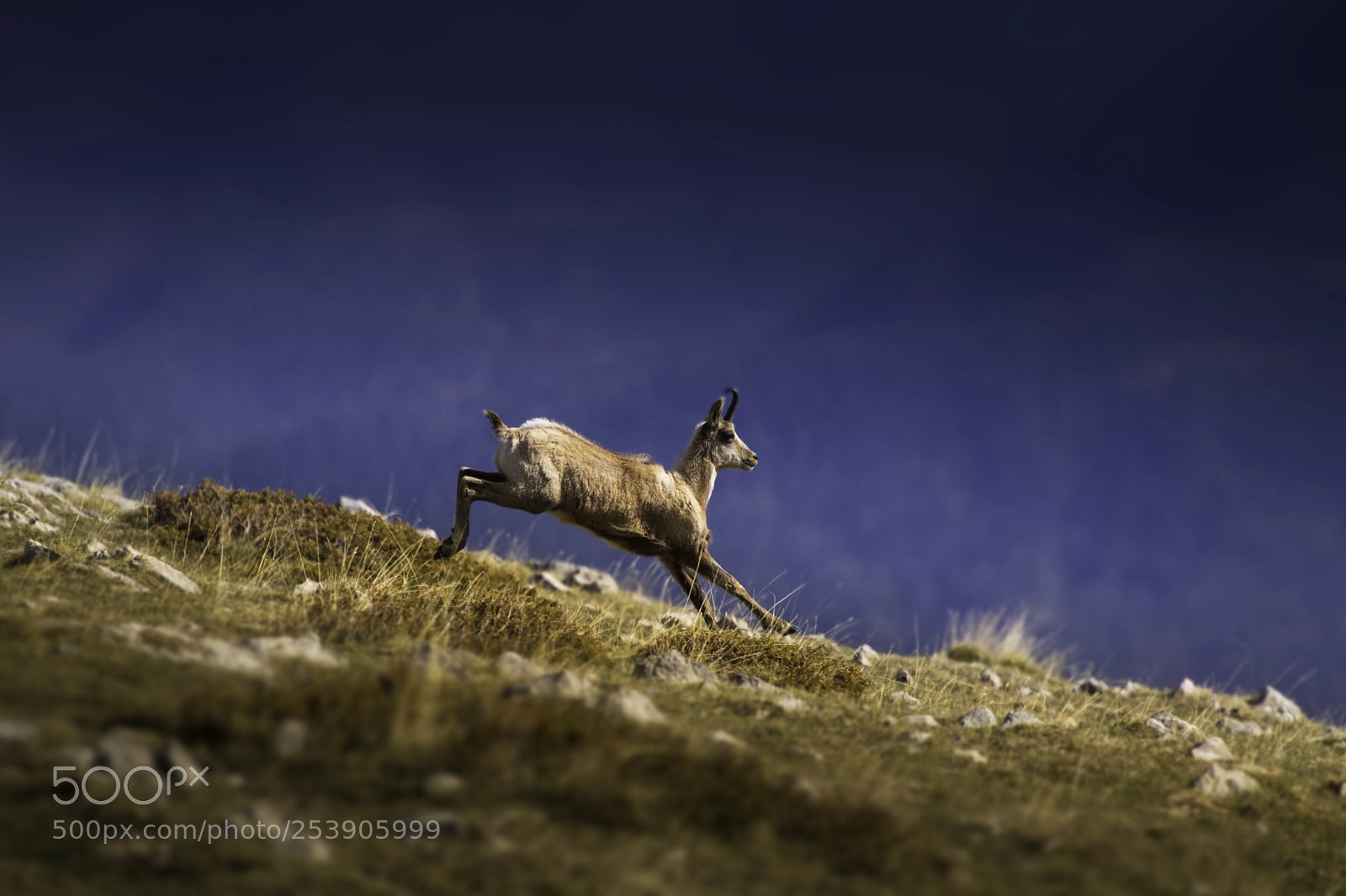 Canon EOS 80D sample photo. The chamois photography