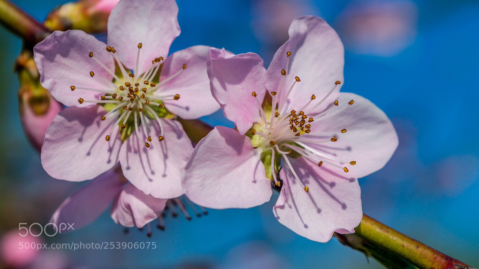 Nikon D3200 sample photo. Pink macro photography