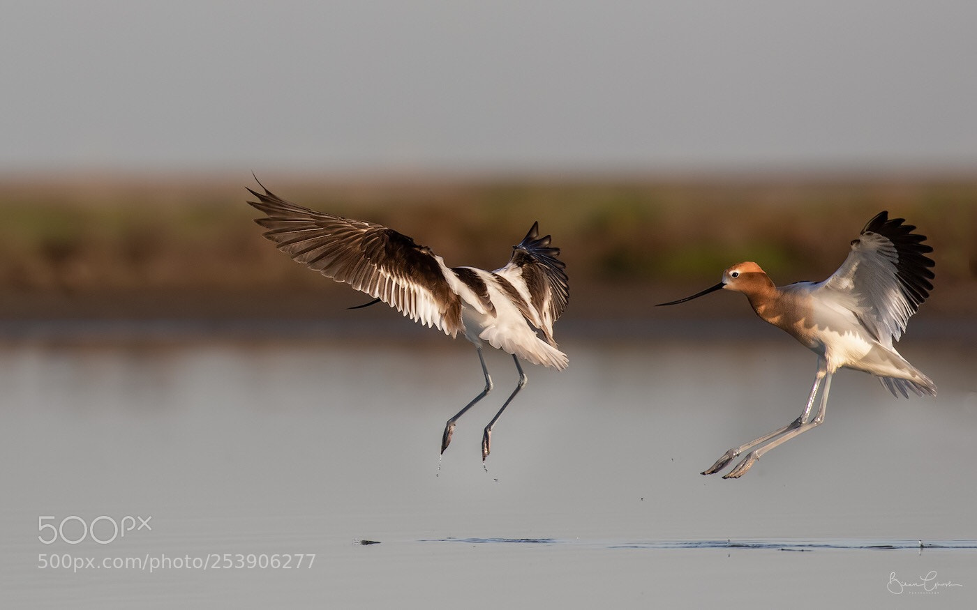 Canon EOS 7D Mark II sample photo. American avocet in breeding photography