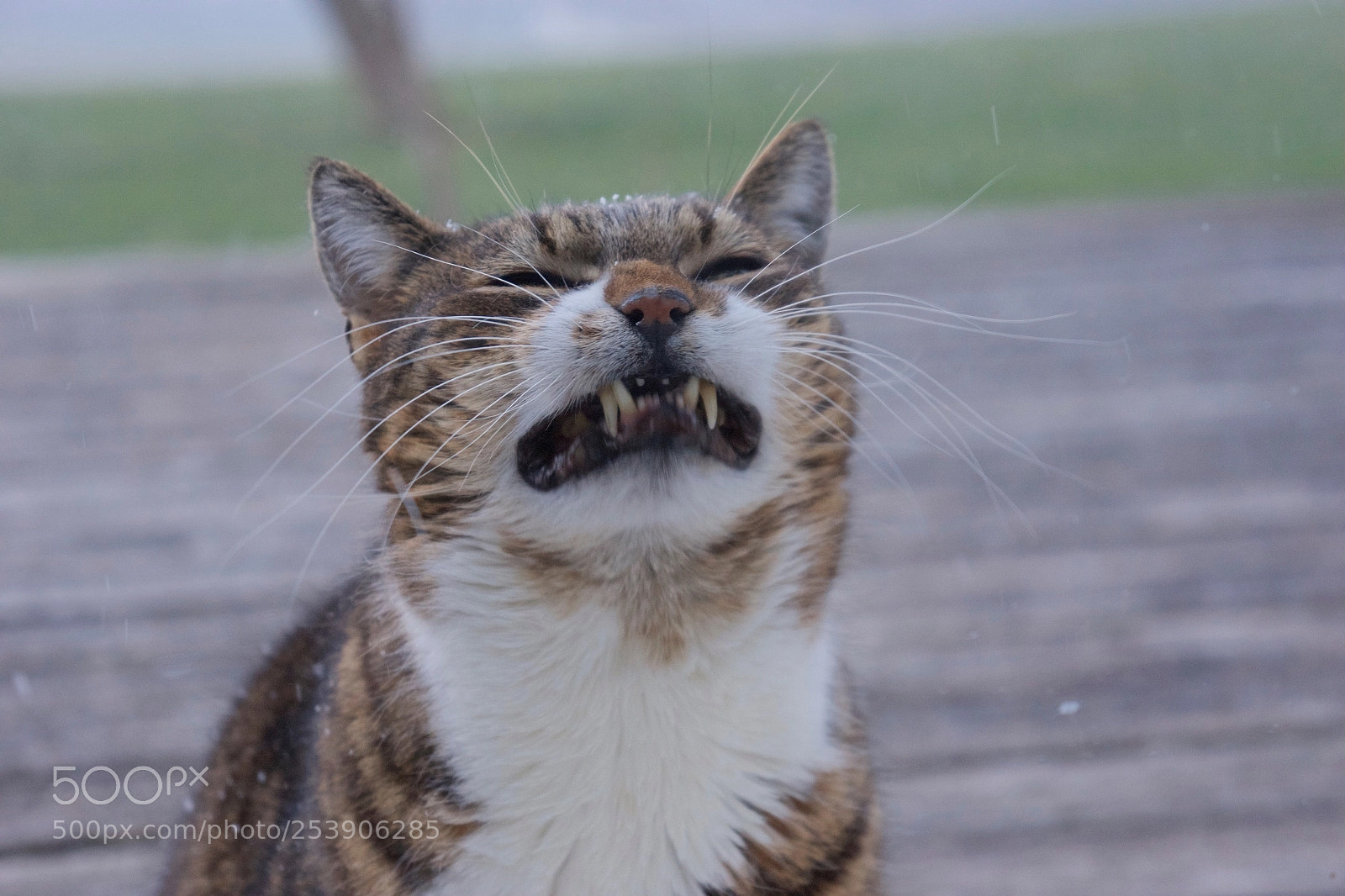 Sony Alpha NEX-7 sample photo. Cat grinning photography
