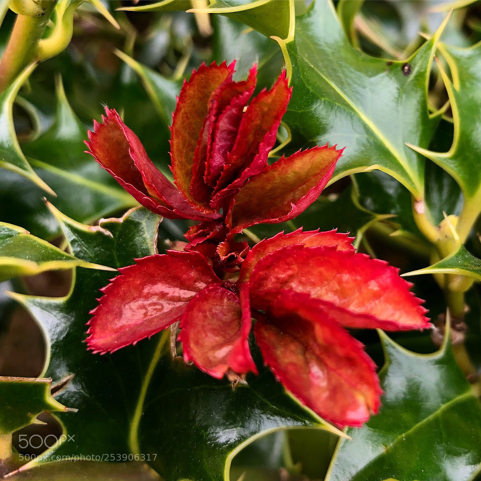 Apple iPhone 8 Plus sample photo. Red leafs photography