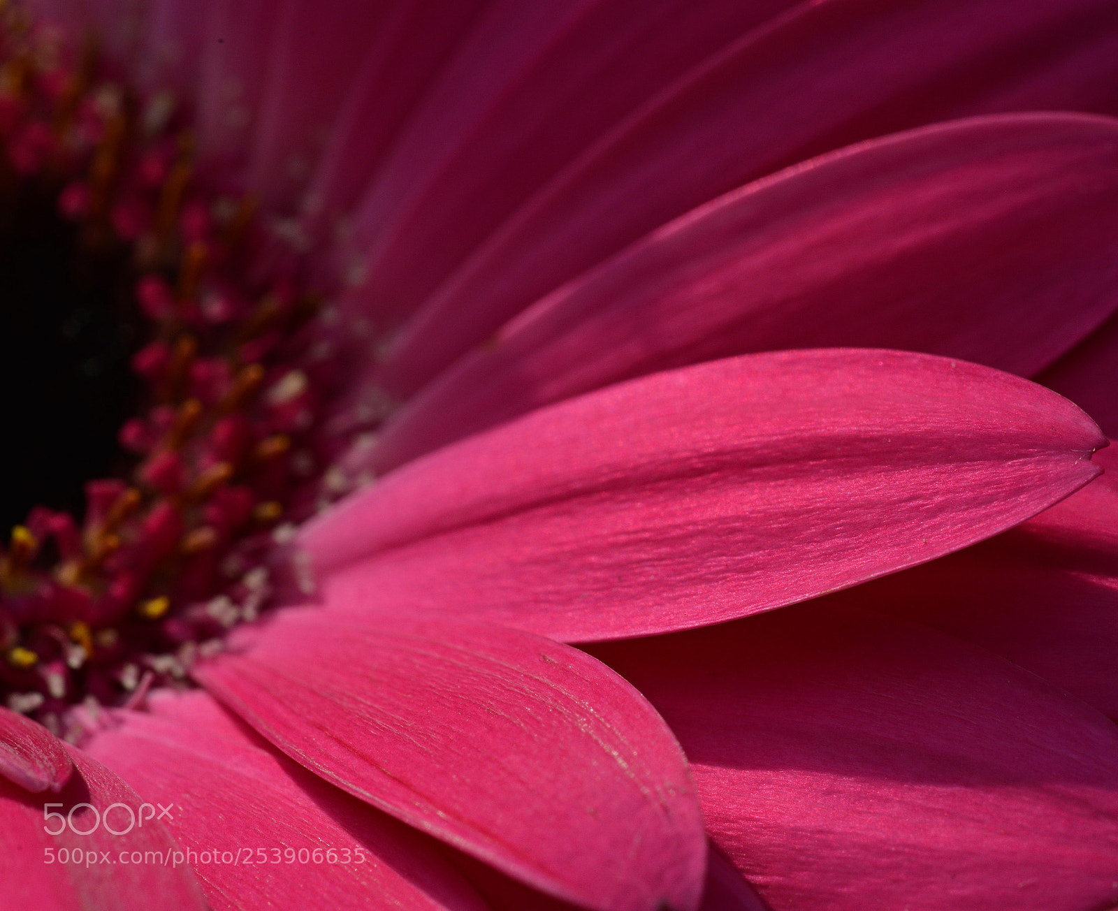 Nikon D800 sample photo. Pink gerbera photography