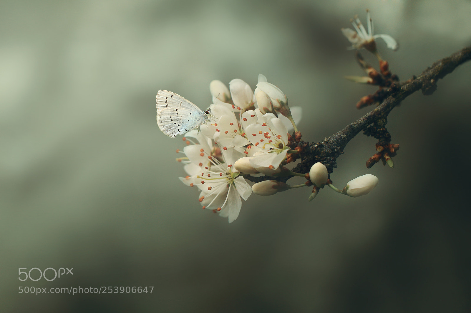 Canon EOS 80D sample photo. Butterfly photography