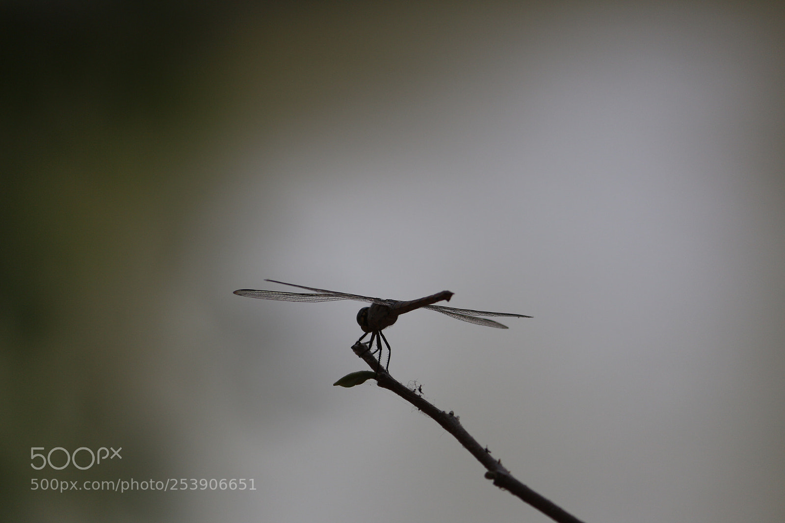 Canon EOS 700D (EOS Rebel T5i / EOS Kiss X7i) sample photo. Dragon fly photography