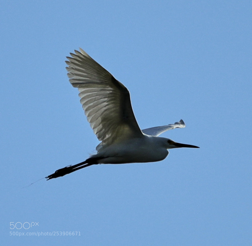 Canon EOS-1D X Mark II sample photo. 04-16-18-0012939.jpg photography