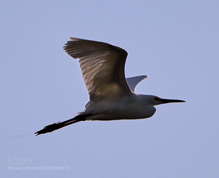 Canon EOS-1D X Mark II sample photo. 04-16-18-0012938.jpg photography