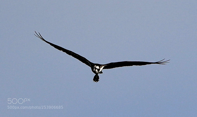 Canon EOS-1D X Mark II sample photo. 04-16-18-0012936.jpg photography