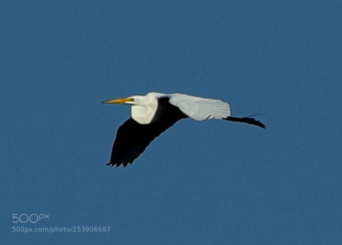 Canon EOS-1D X Mark II sample photo. 04-16-18-0012937.jpg photography