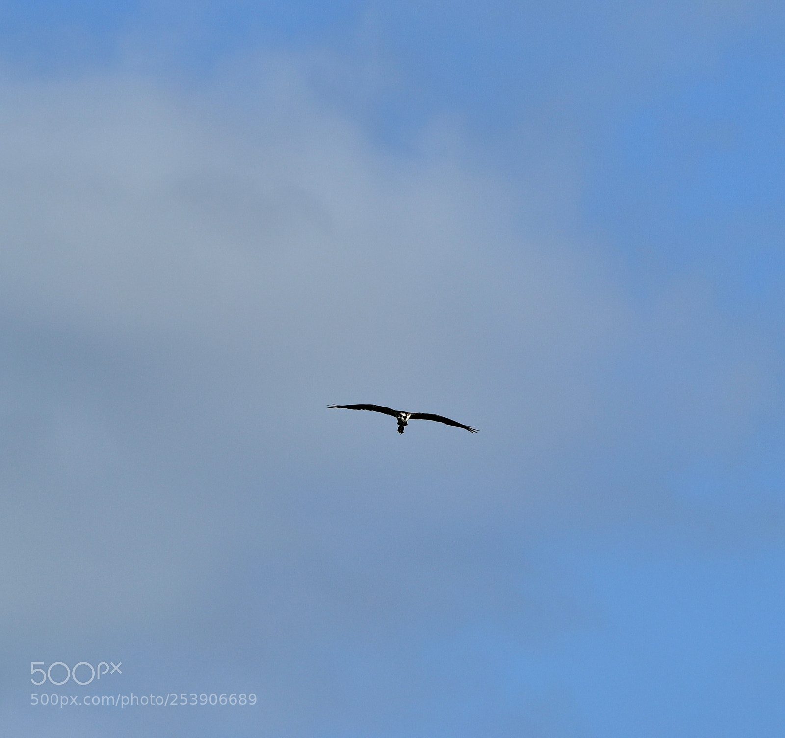 Canon EOS-1D X Mark II sample photo. 04-16-18-0012935.jpg photography