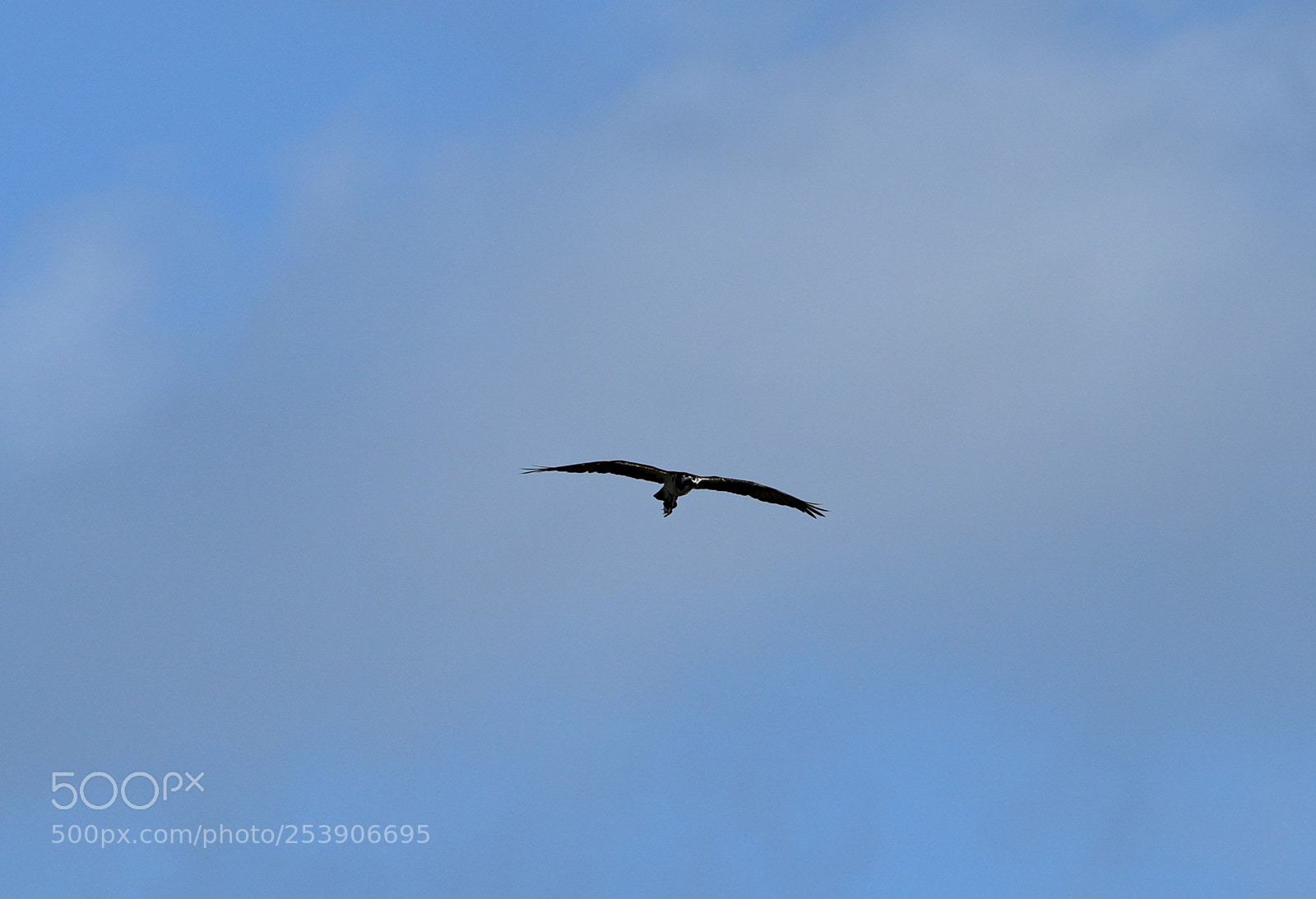 Canon EOS-1D X Mark II sample photo. 04-16-18-0012934.jpg photography