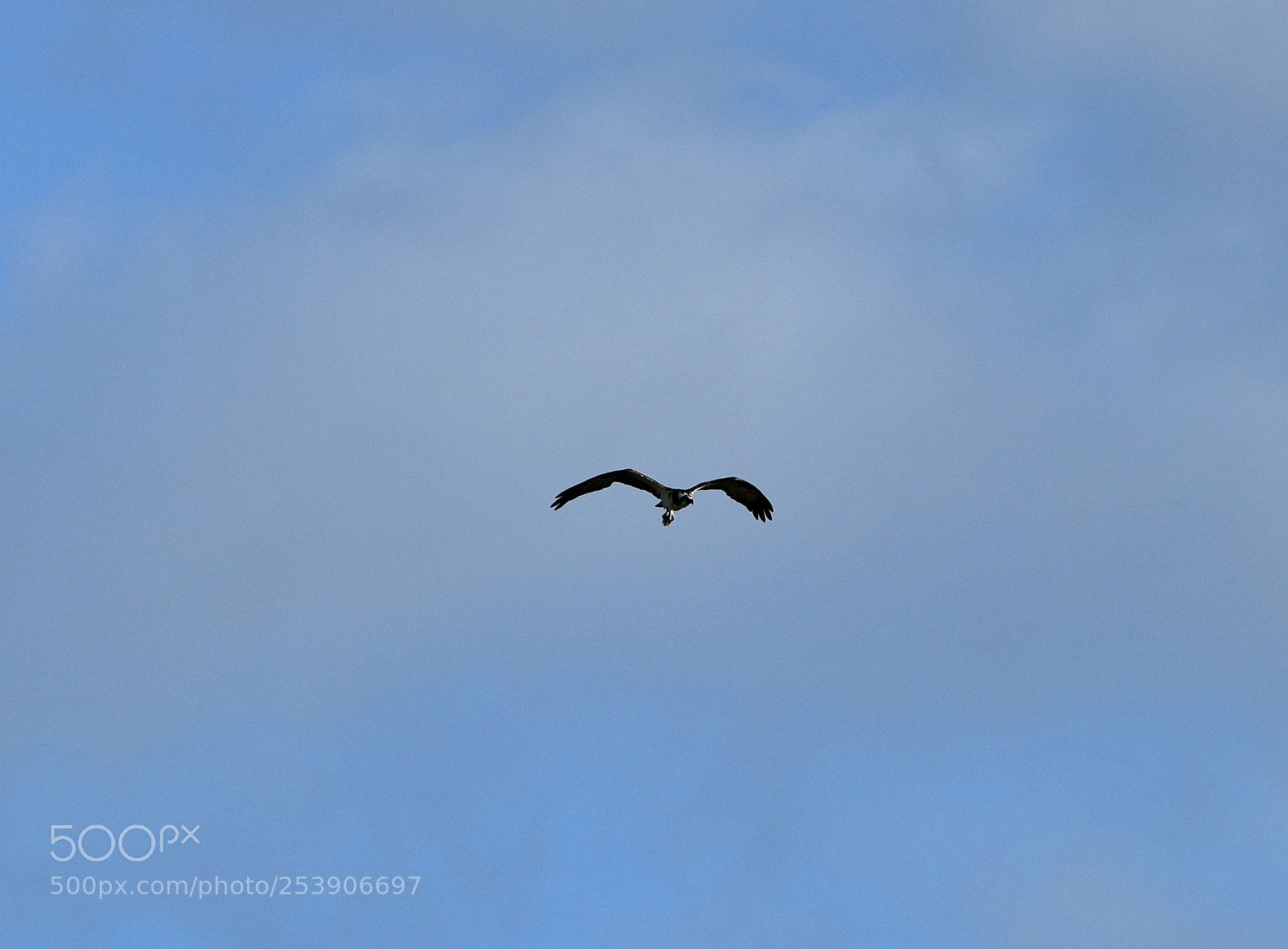 Canon EOS-1D X Mark II sample photo. 04-16-18-0012933.jpg photography