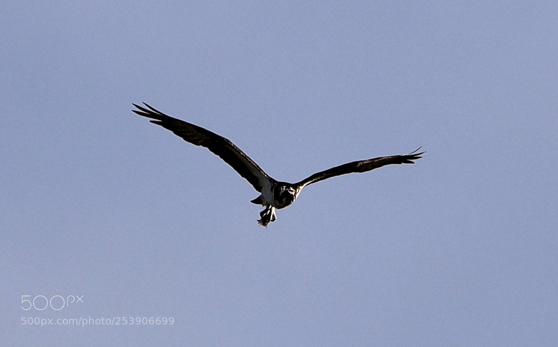 Canon EOS-1D X Mark II sample photo. 04-16-18-0012932.jpg photography